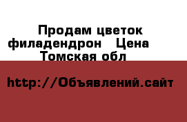 Продам цветок филадендрон › Цена ­ 2 000 - Томская обл.  »    